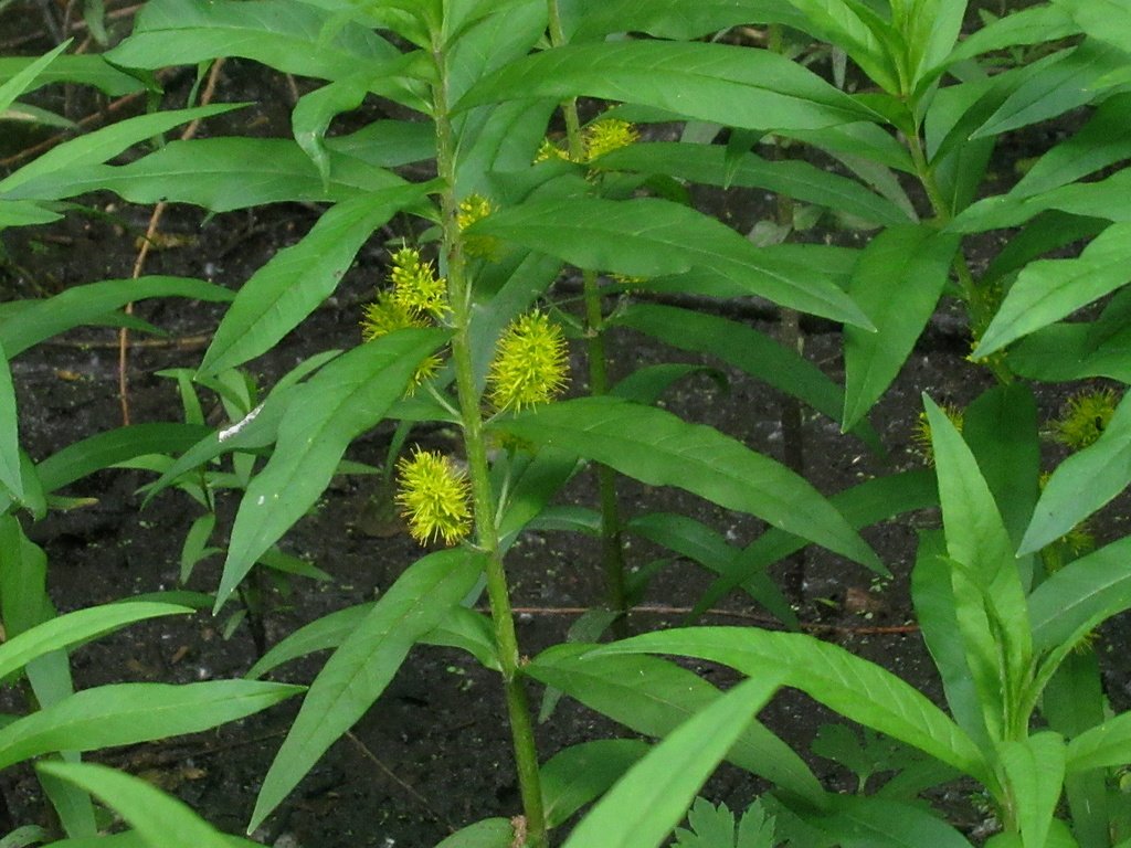 Водные растения