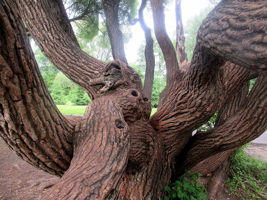 живописные стволы ивы