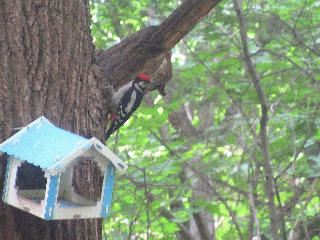 и дятла увидела)