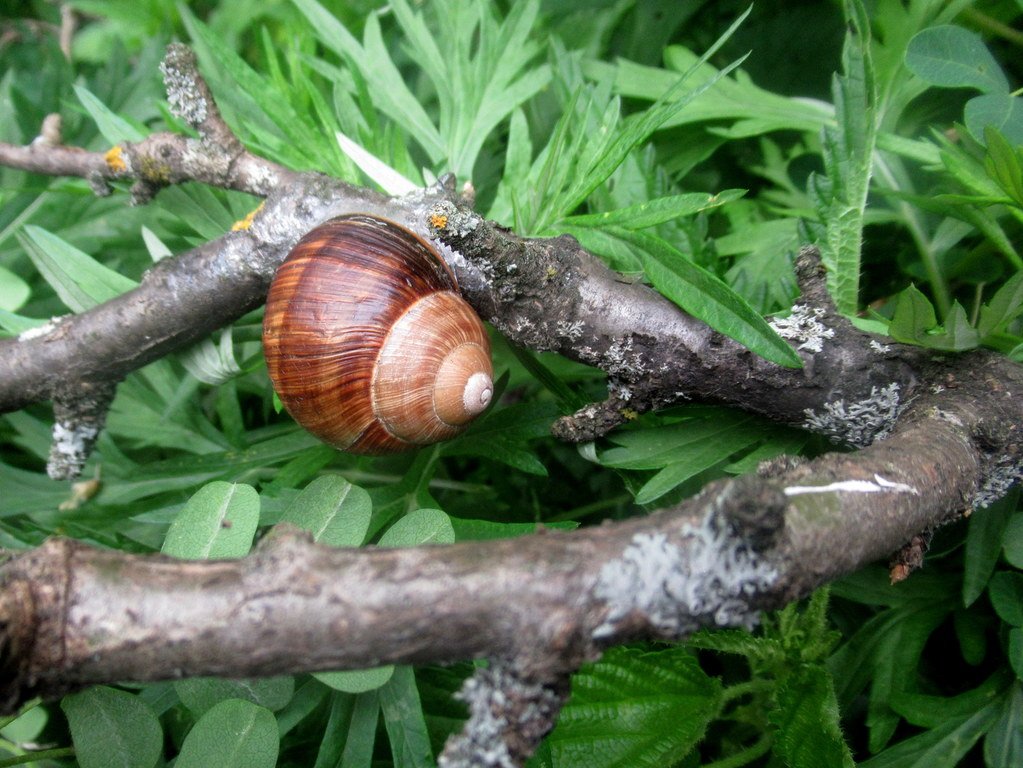 и улитку виноградную на акации древовидной видела)