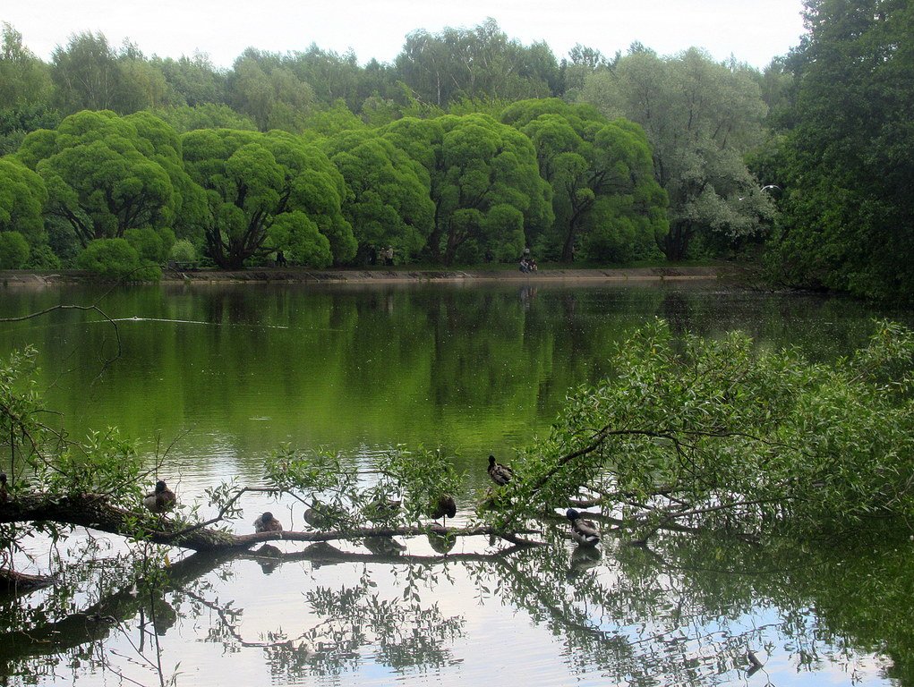 Декоративный пруд