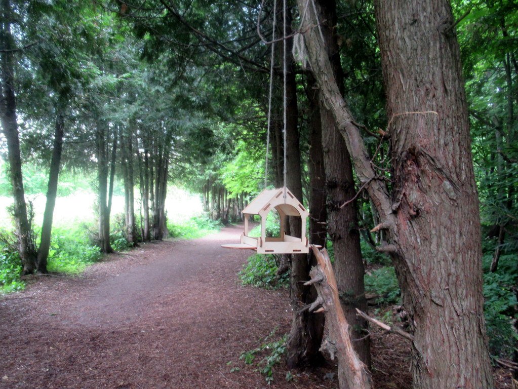 туевая аллея