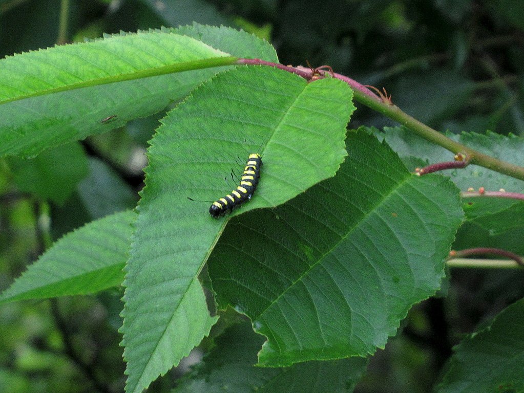 конкурент Би-лайна