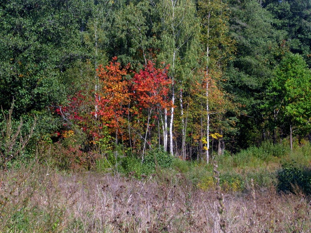 осенние краски