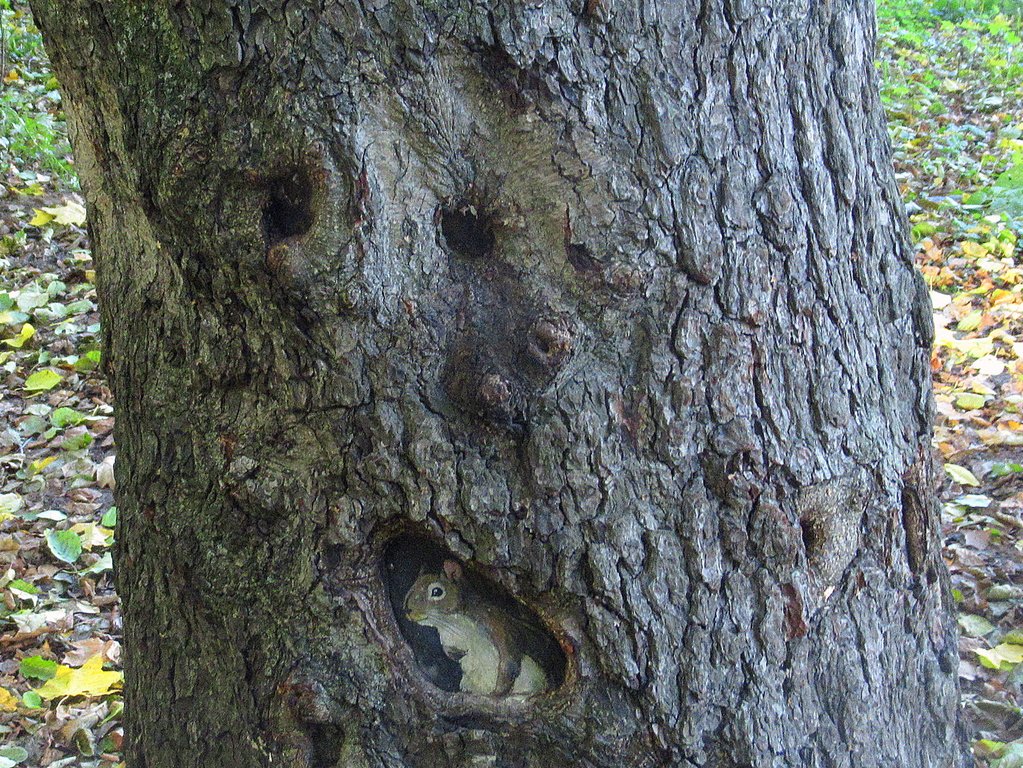 охранник и мышь