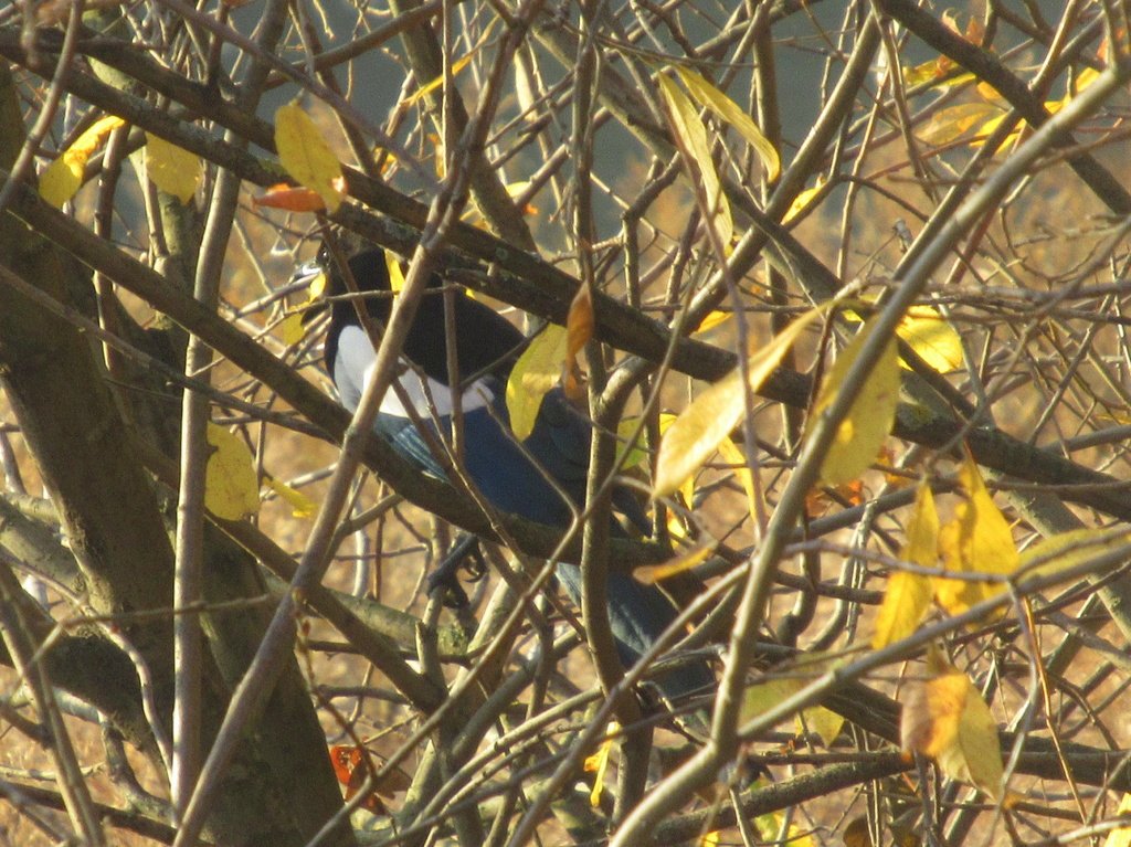 осторожная сорока