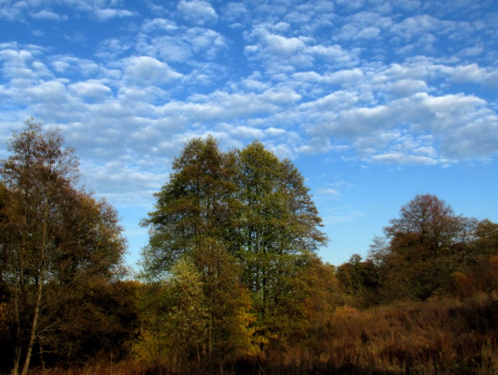барашки небесные