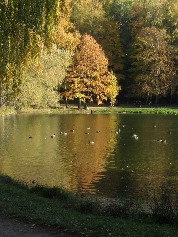 утки в  золоте осени