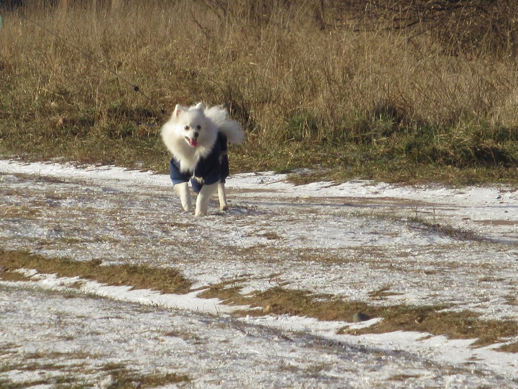 по первому снегу