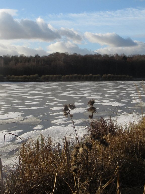предзимье на Лебедянском пруду