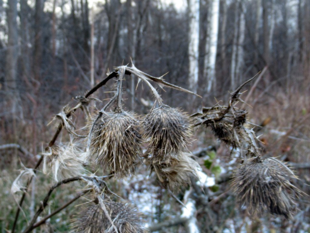 печаль-кручина