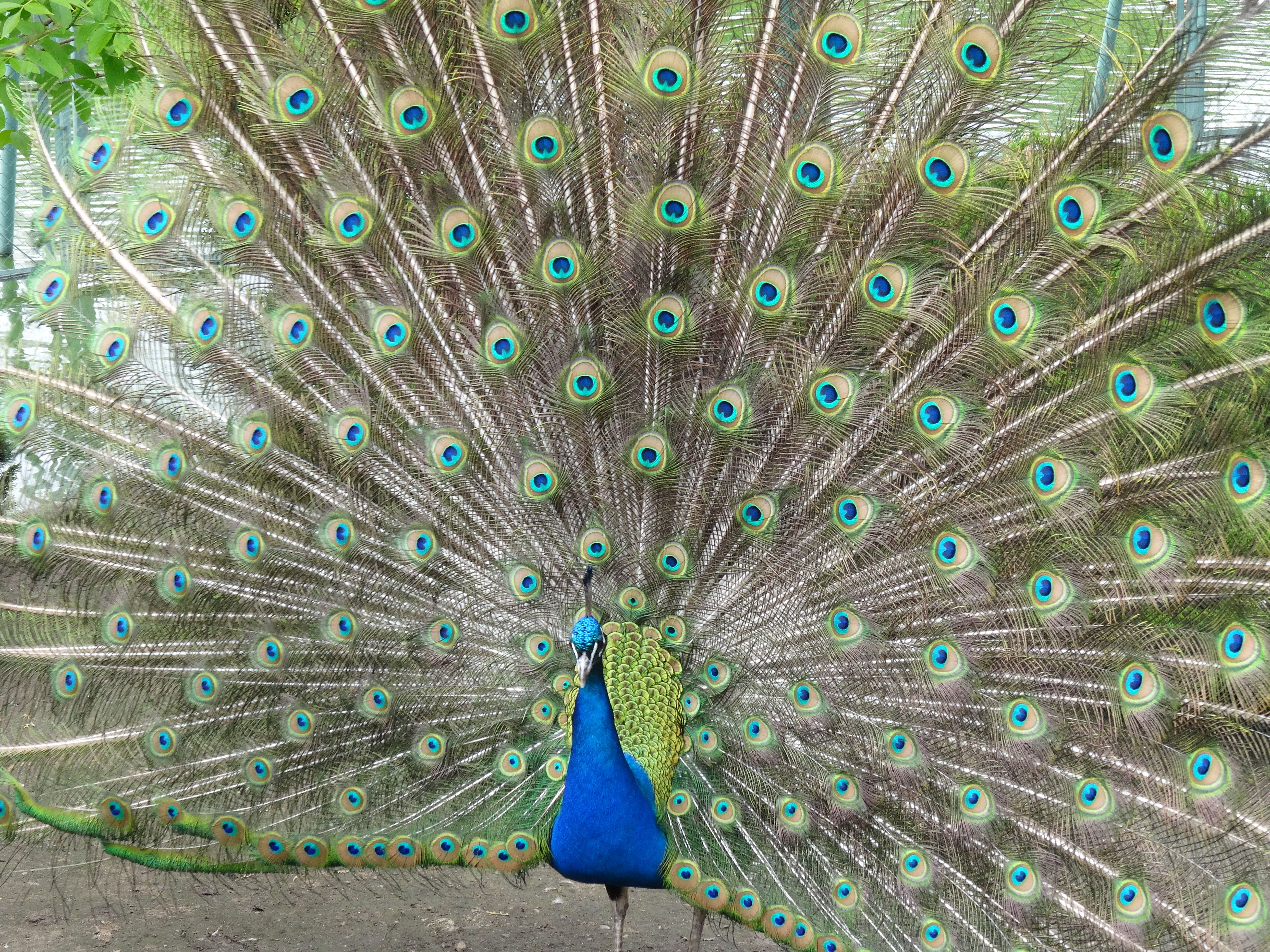 московский зоопарк павлин. павлин. павлины москва. белый павлин зоопарк лимпопо. боровский чаровница вышивка павлин 40 40.