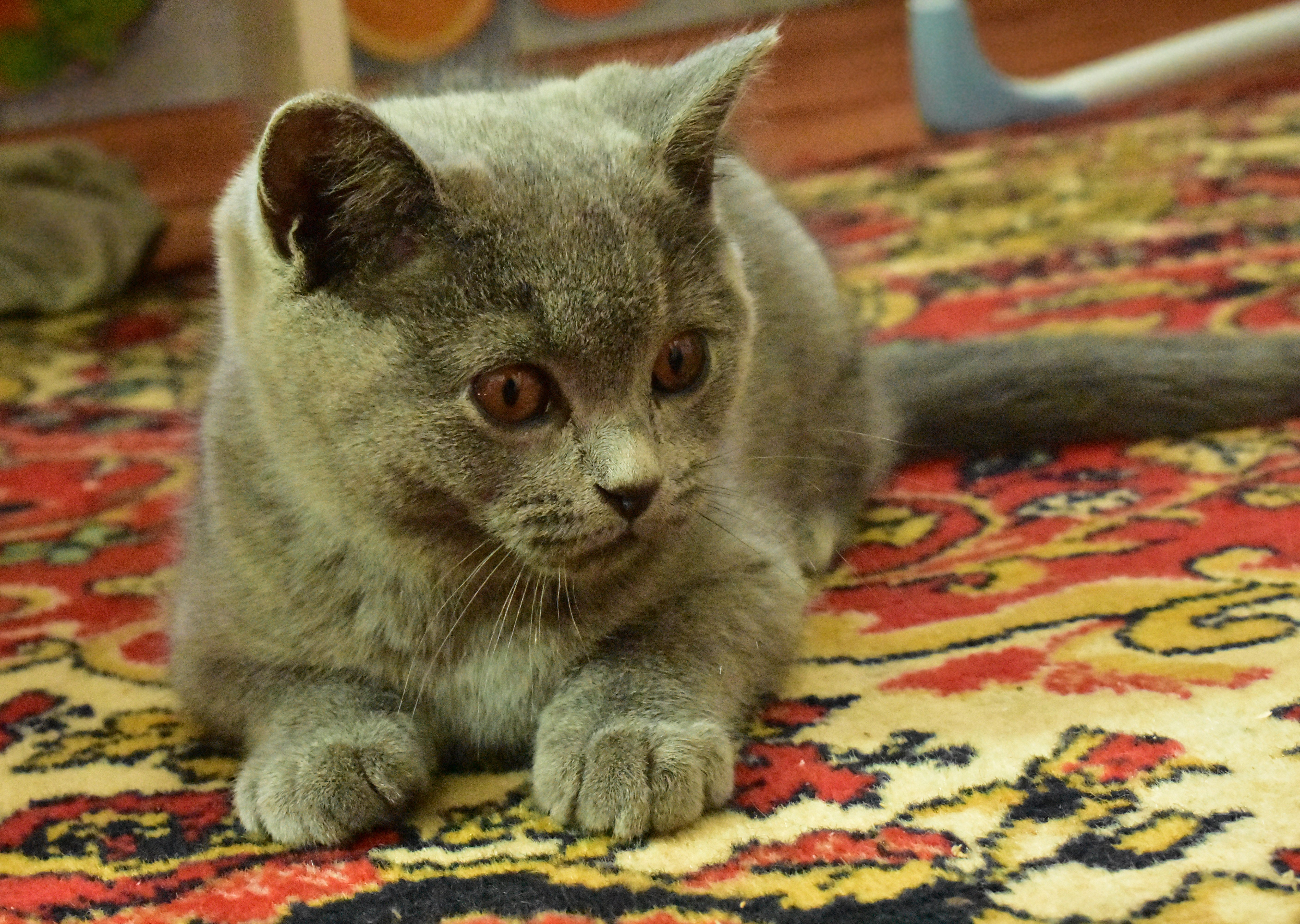 Тайский вислоухий кот