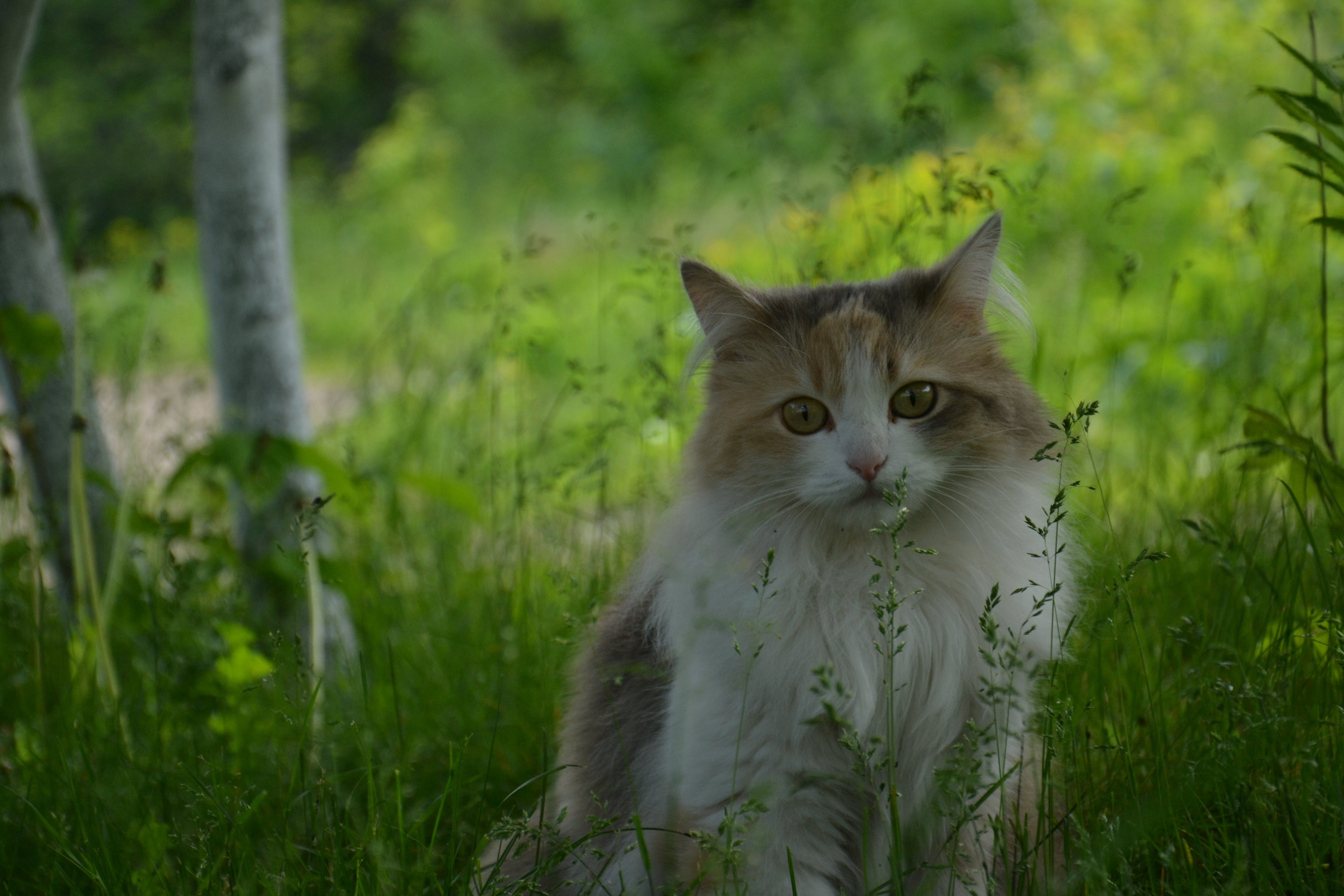 Кот в лесу. Котик в лесу. Рыжий и серый кот в лесу. Кошка Луша фото.