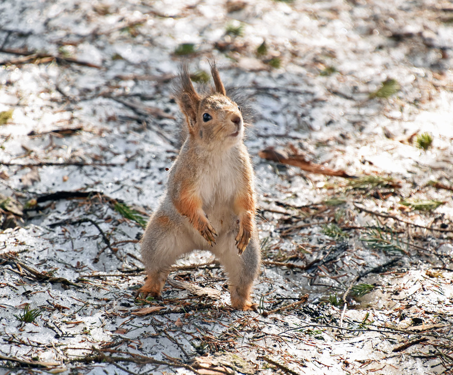 Фотографии ну. Squirrel dd24.