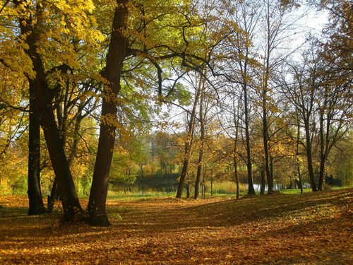 В осеннем парке