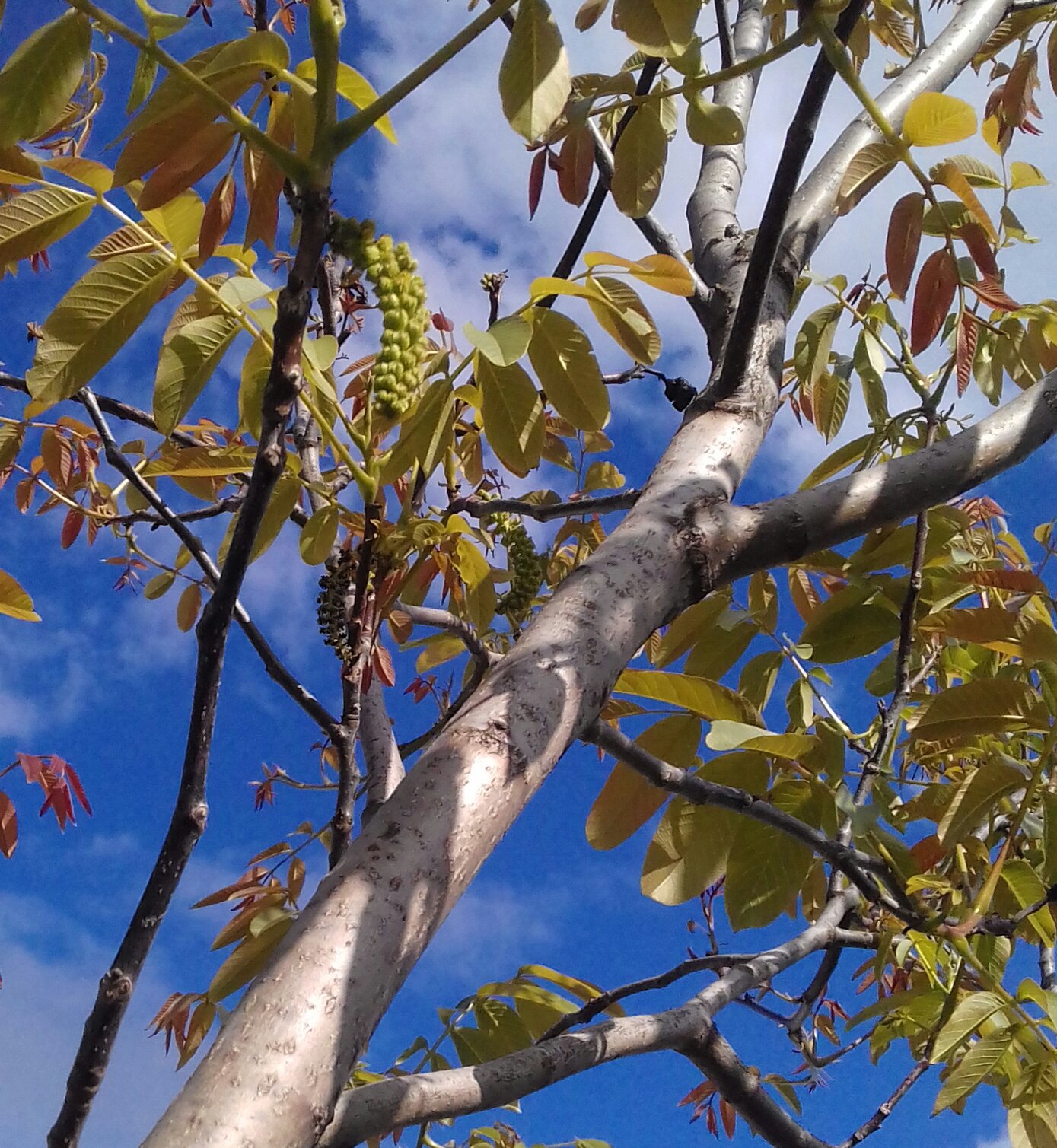 Грецкий орех дерево цветет фото