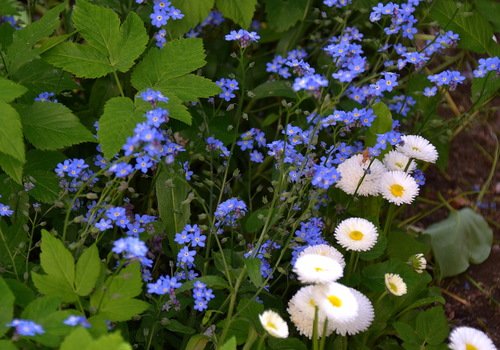 Сине-белый аккорд Весны