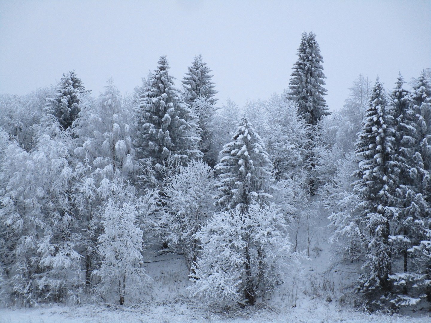 Хвойная тишина. Зимний лес. Белый лес. Лес в декабре. Тишина в зимнем лесу.