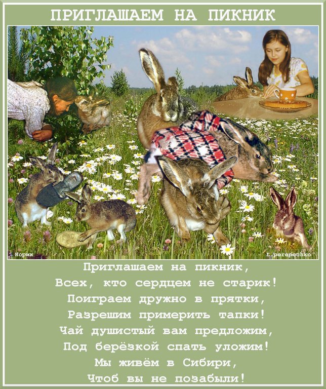 Пикник тексты. Приглашение на пикник на природе. Стих про пикник. Приглашаем на природу отдохнуть. Приглашаем на пикник.