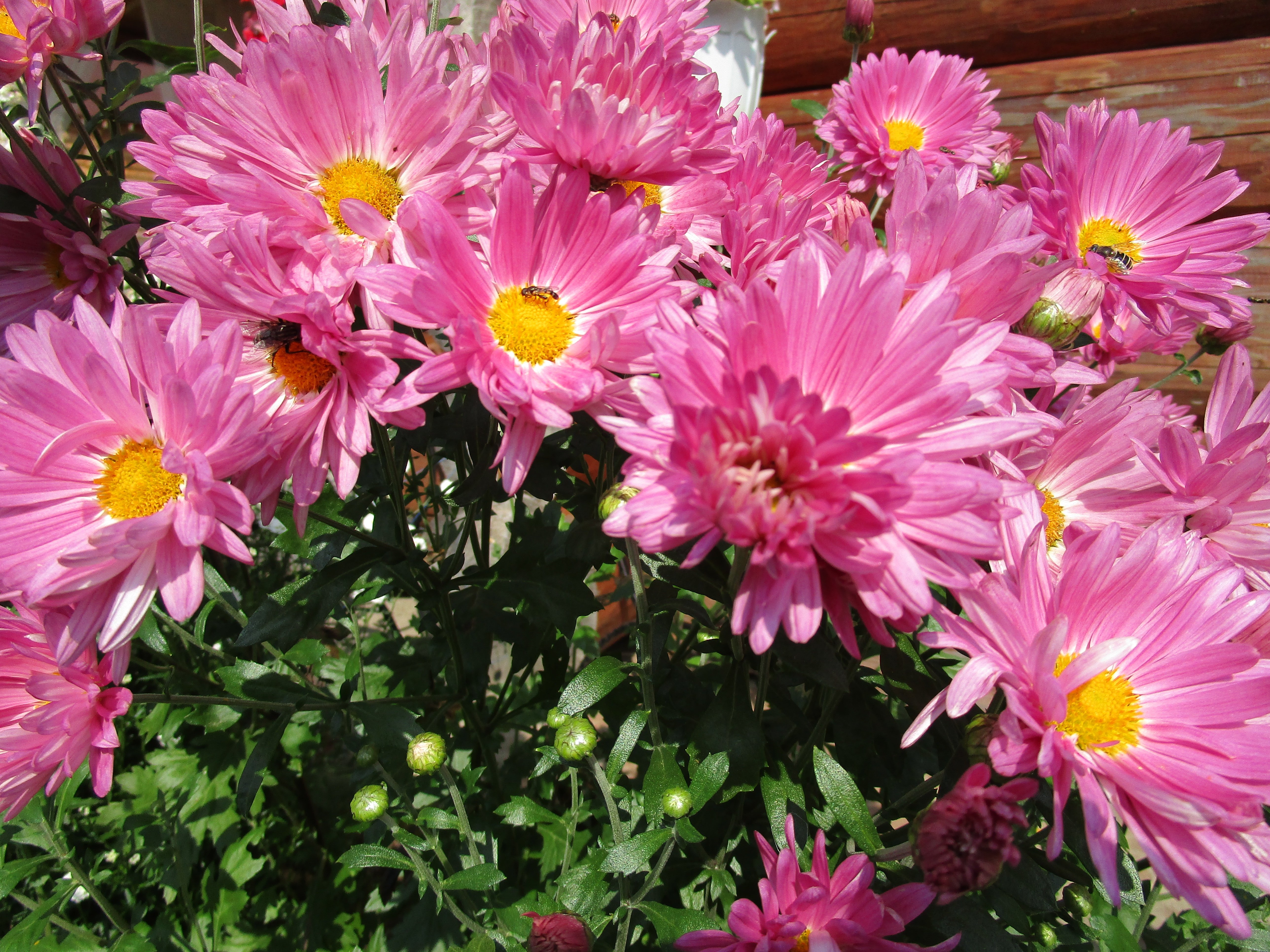 Хризантема фото цветов на клумбе