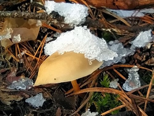 Зимний грибочек