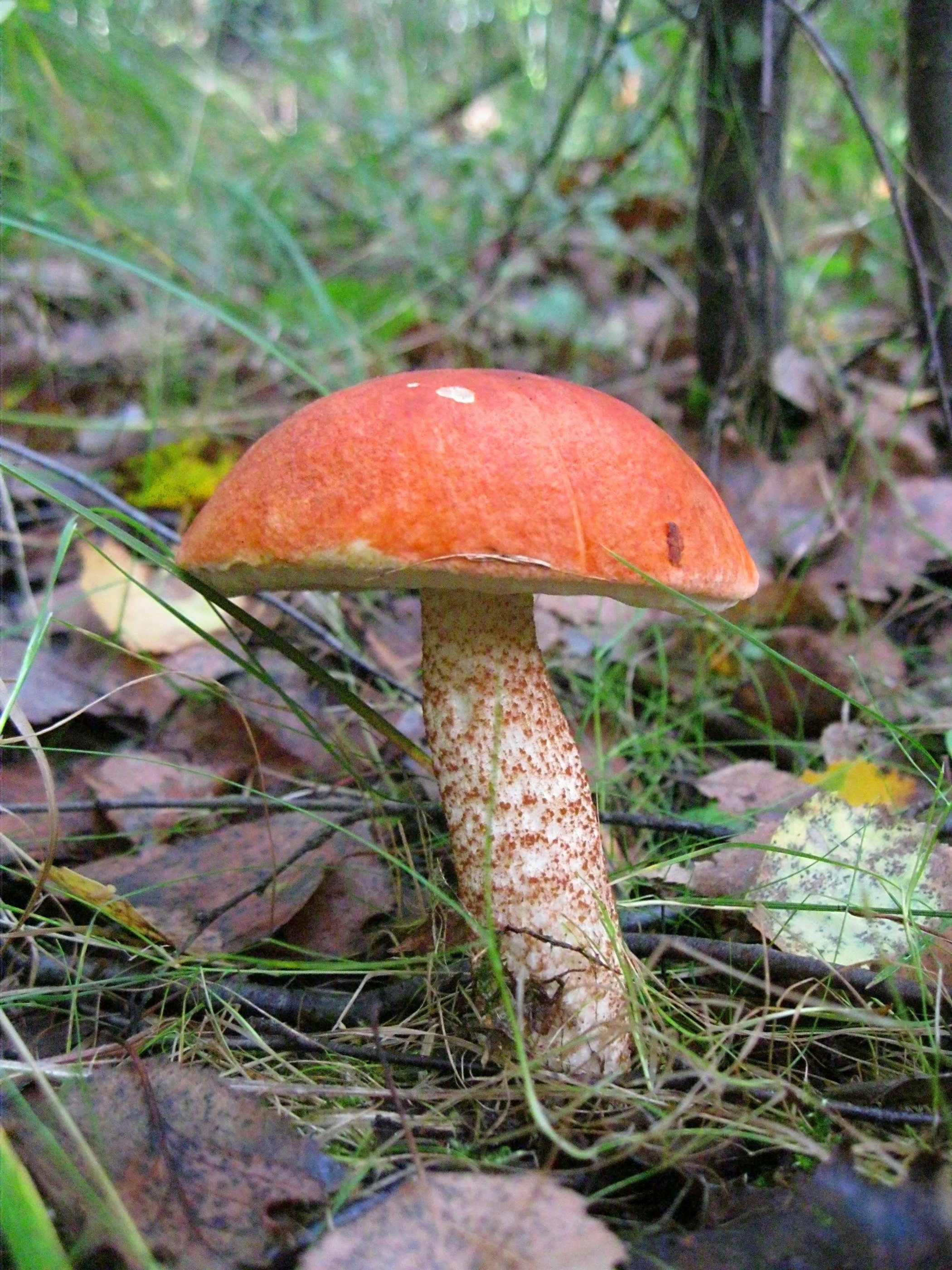 Красноголовик гриб