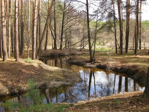 Лесная речка в марте