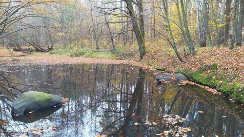 Осень на лесной речке