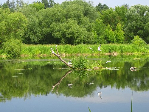 Чайки на полесской реке