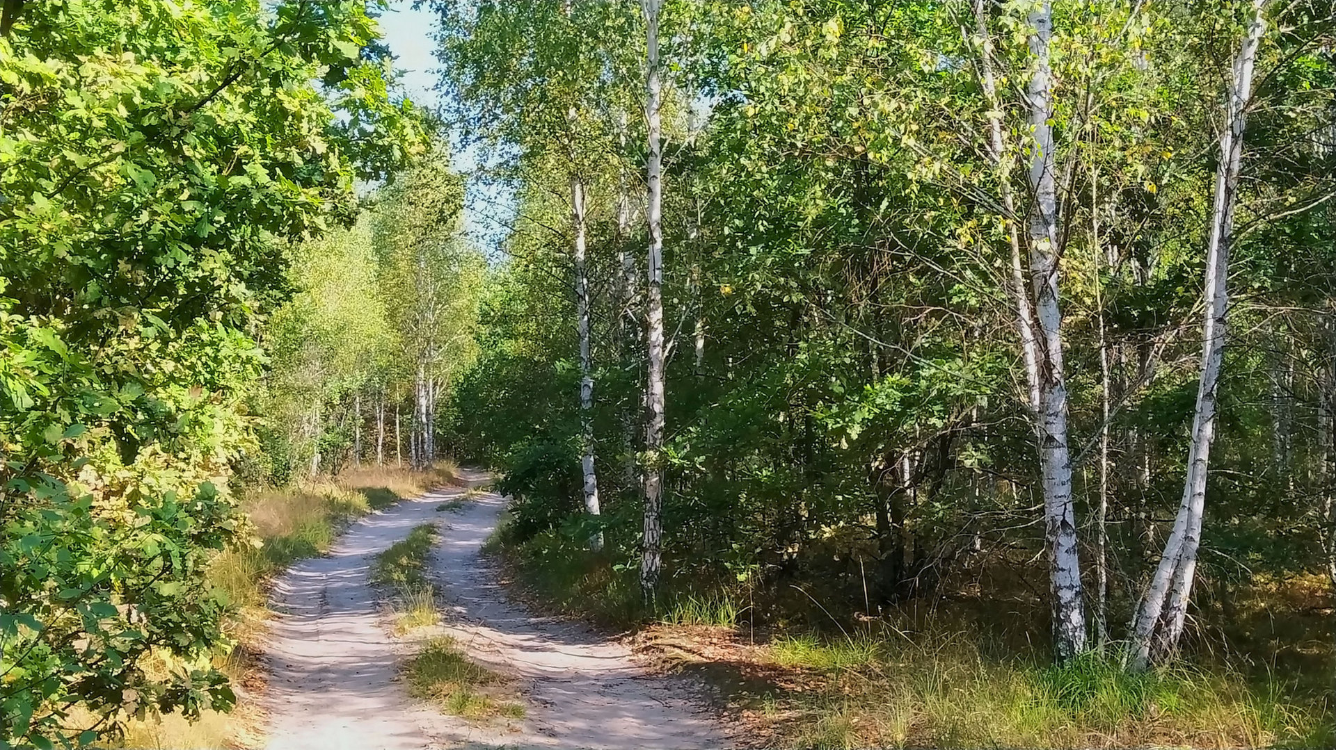 Молодой лес картинки