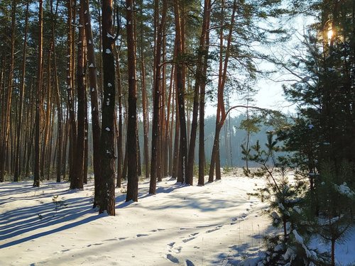 Солнце и тени в зимнем лесу