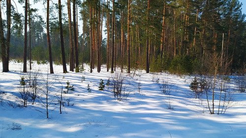 Снег на лесной опушке