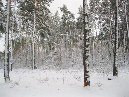В лесу после снегопада