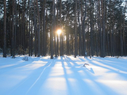 Предвечерье в лесу