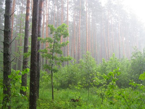 Дождь в летнем лесу