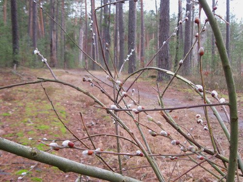 Приметы весны в февральском лесу