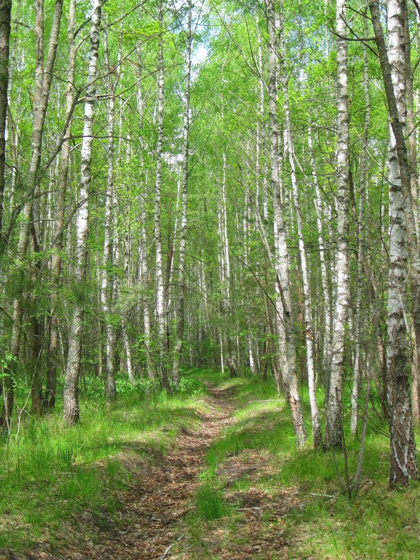 Березняк. Березняк, Березовая роща. Березняк и ельник. Березняки берез лес.