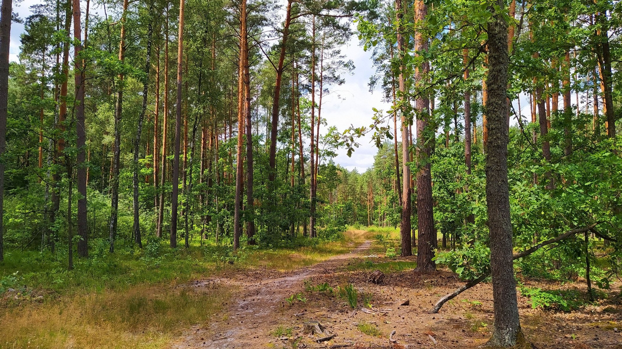 Еловые леса Новгородской области