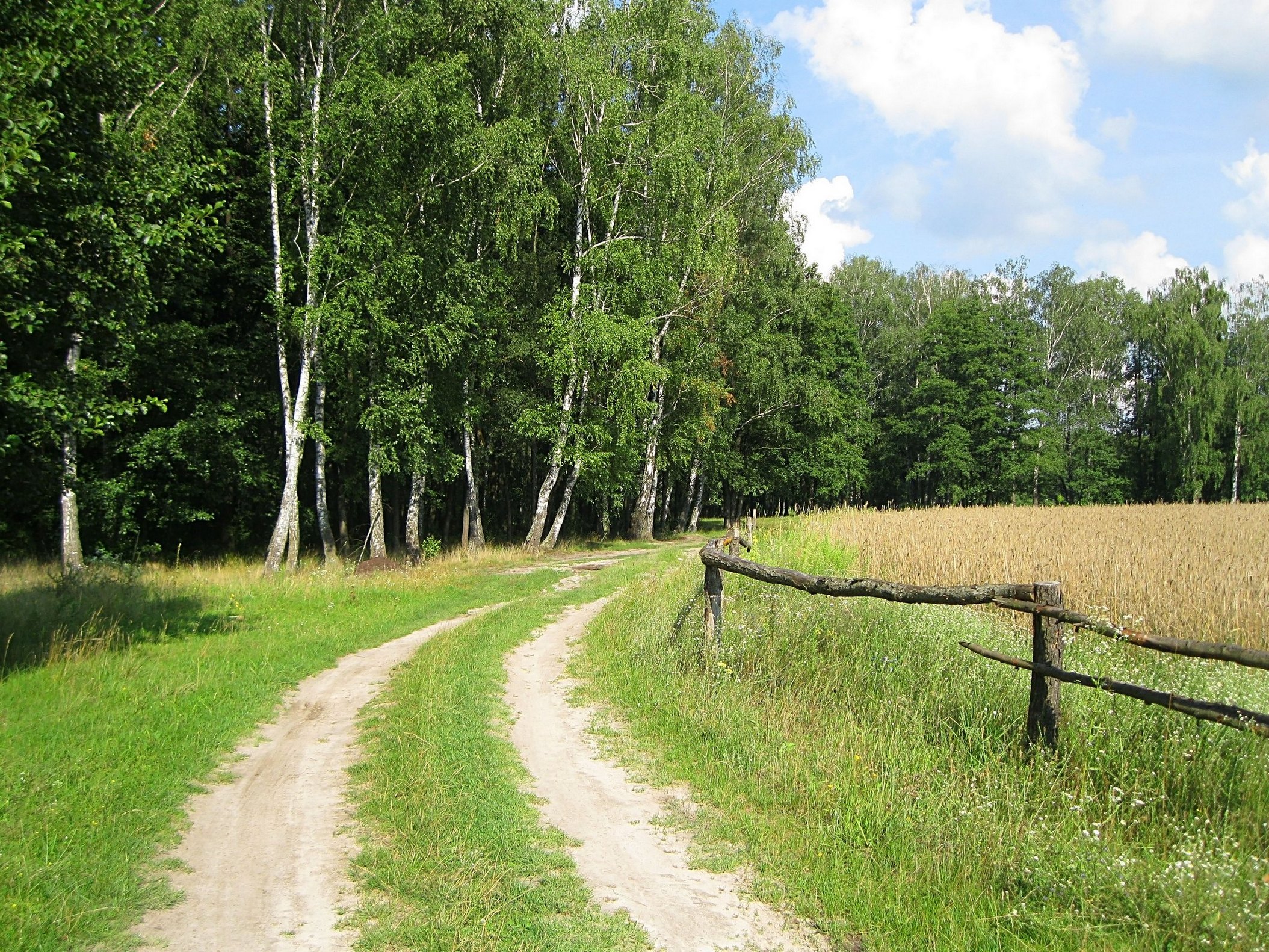 Межа. Лесной меже. Поле межа и лес. Граница между полем и лесом. Межа фото.