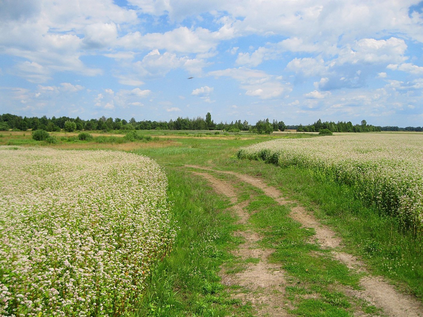 Картинки полевая дорога