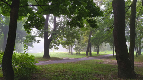 Туманное утро в парке