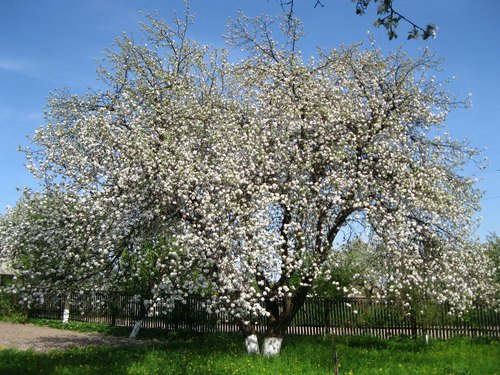 Яблони цветут
