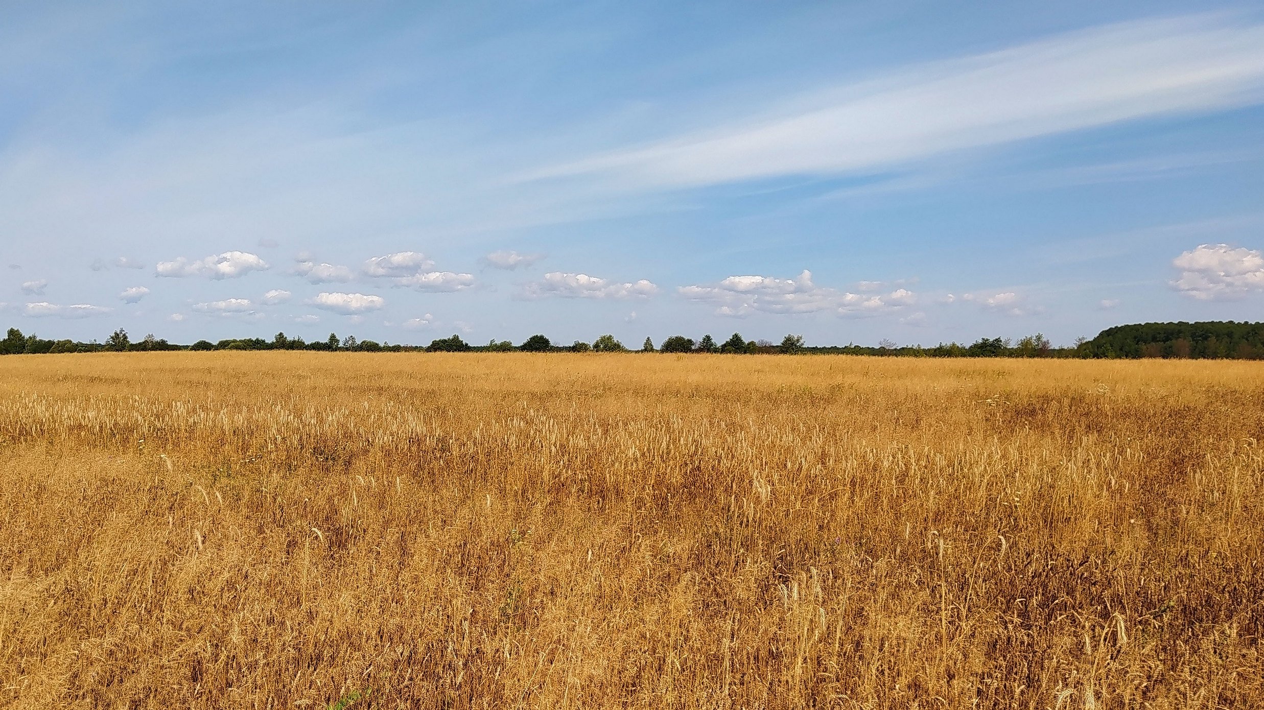 Поля в августе какие. Август фото. Ясное поле Тульская область. Поле пшеницы и голубое небо фото. Ясно поле.