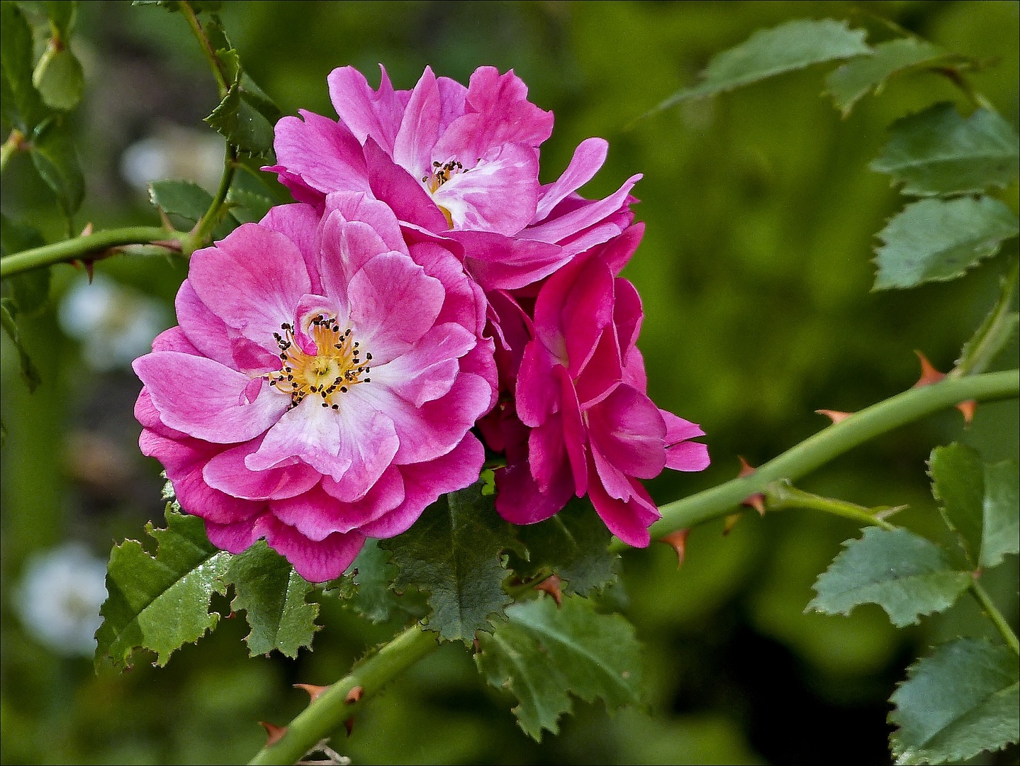 Время роз. Шиповник Майский. Rosa Majalis. Цветущий шиповник Майский. Шиповник Майский в сентябре.