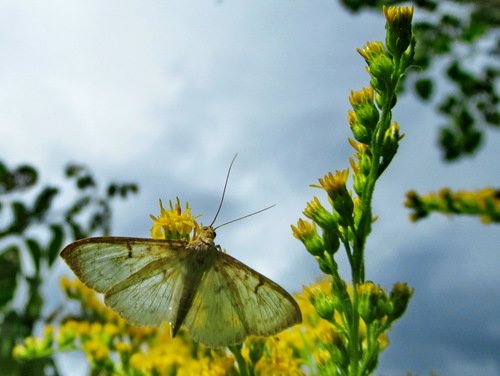 Бабочка с полупрозрачными крыльями