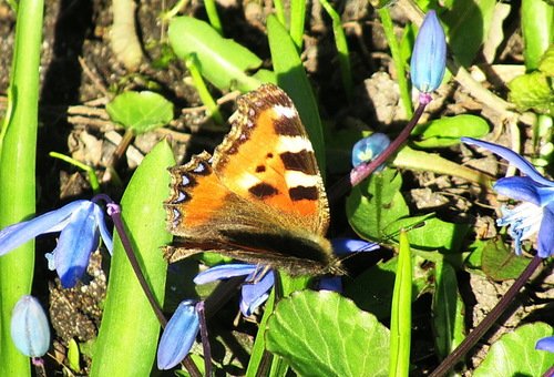 Многоцветница;Nymphalis polychloros