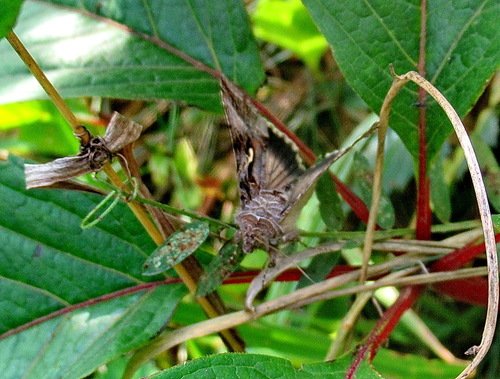 Металловидка гамма, Autographa gamma