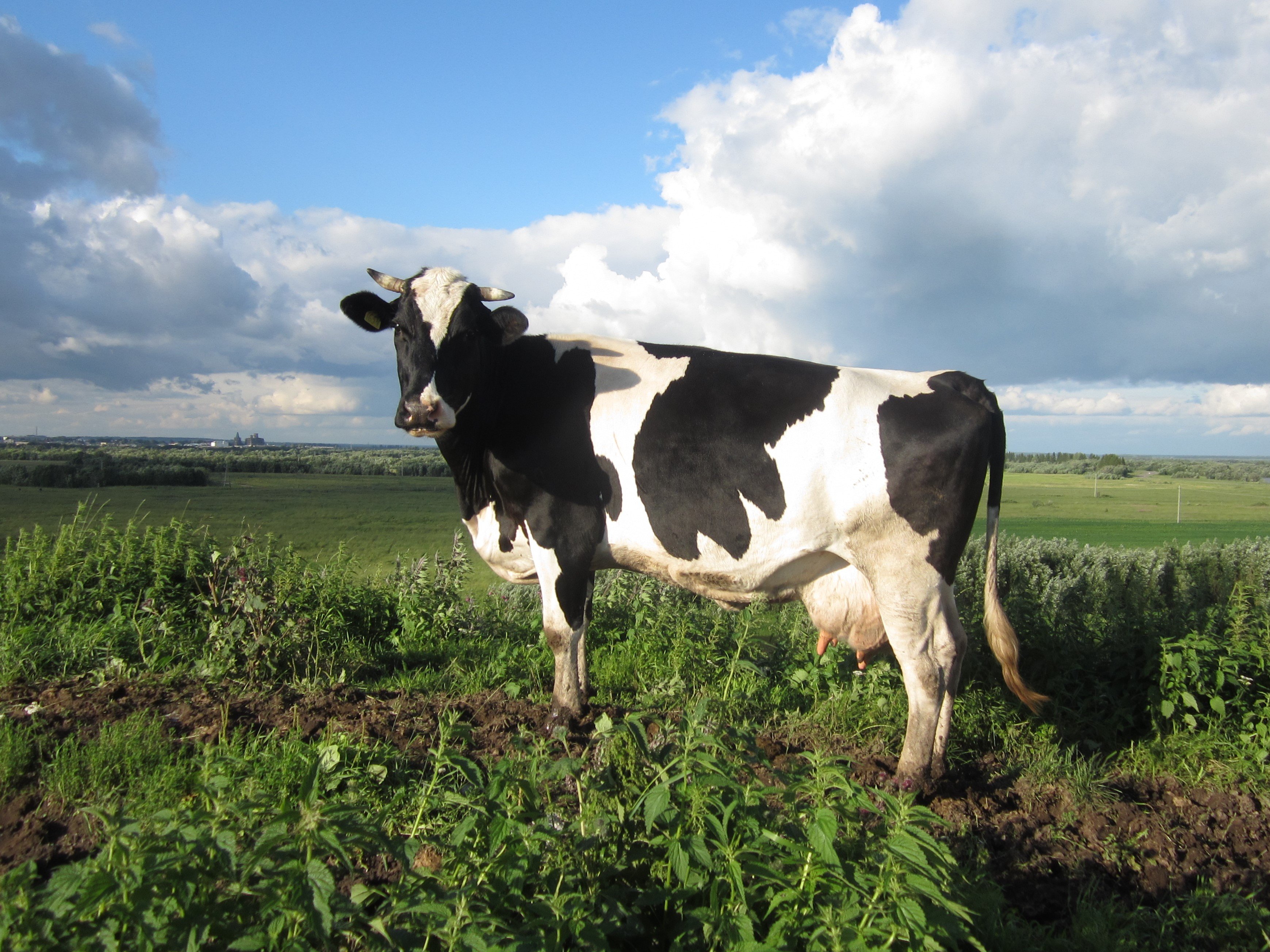 породы коров молочного направления фото