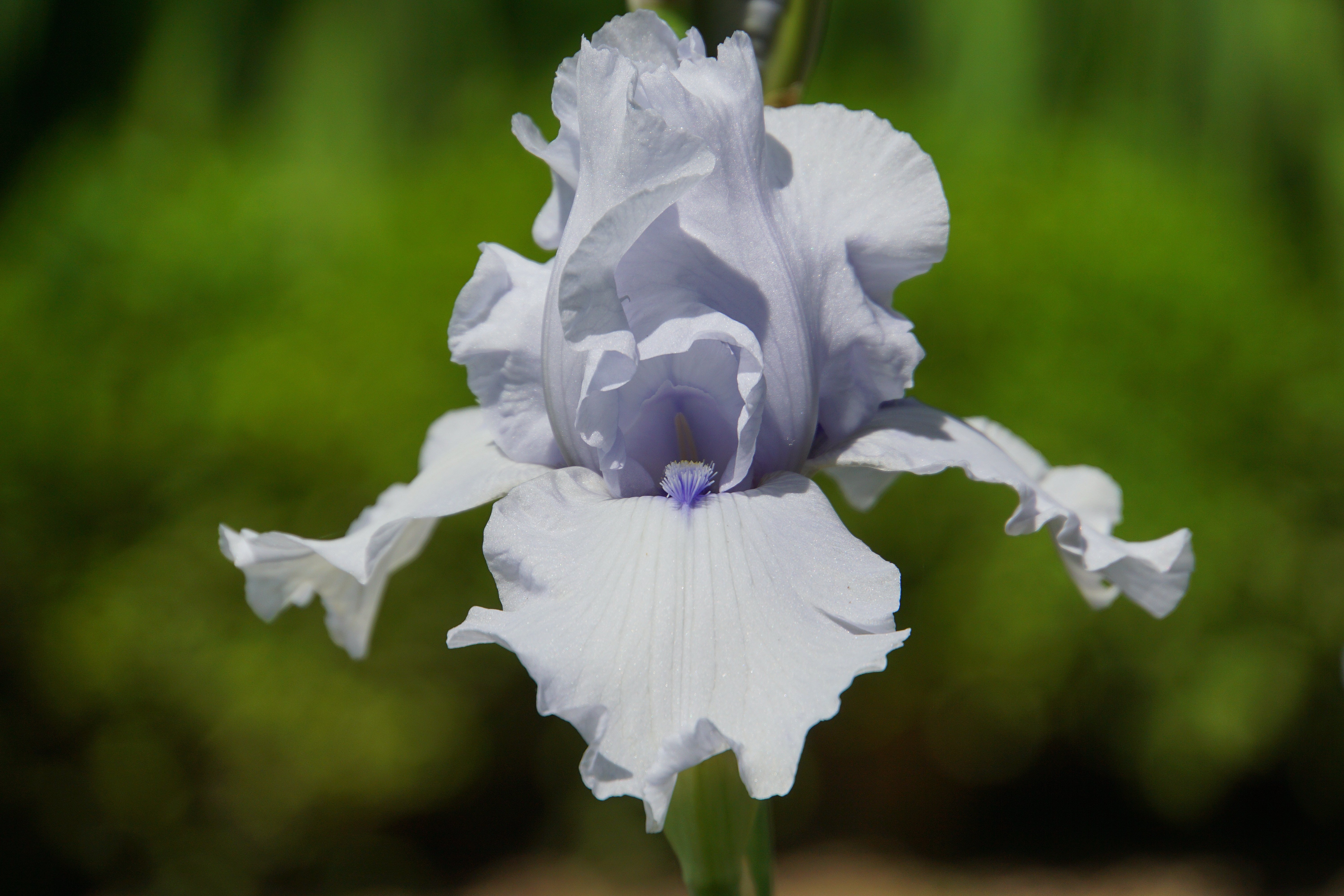Iris flocculi